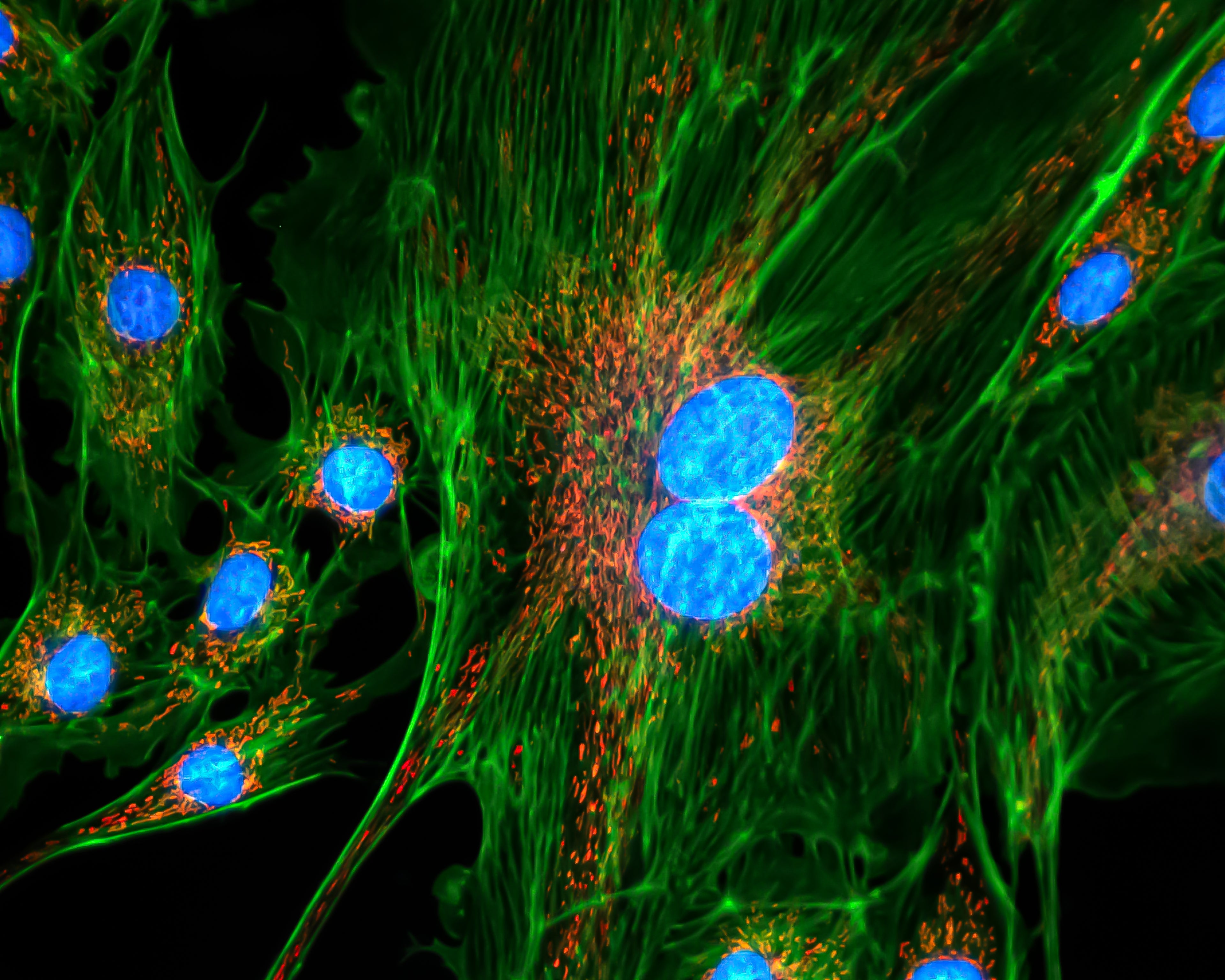 Intimidad Celular